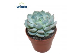 Echeveria Derenbergii Blue