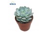 Echeveria Derenbergii Blue