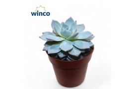 Echeveria Blue Star