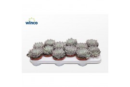 Echeveria Echeveria Rosea 1 bl.
