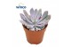 Echeveria Graptoveria Lilac Spoons 1 pp 