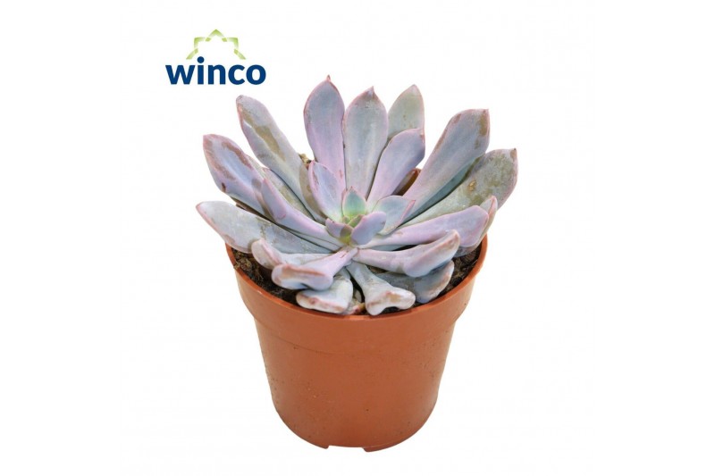 Echeveria Graptoveria Lilac Spoons 1 pp Echeveria Graptoveria Lilac Spoons 1 pp