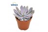 Echeveria Graptoveria Lilac Spoons 1 pp