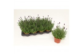 Lavandula hidcote angustifolia Lavandula Ang. Blue 1 pp