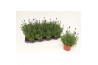 Lavandula hidcote angustifolia Lavandula Ang. Blue 1 pp