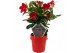 Mandevilla sundaville early scarlet op rek 