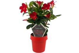 Mandevilla sundaville early scarlet op rek