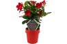 Mandevilla sundaville early scarlet op rek