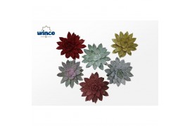 Echeveria snij Agavoides Glitter Mix Cutflower