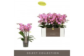 Phalaenopsis multiflora honeybee Optimost 4 tak