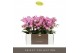 Phalaenopsis multiflora honeybee Optimost 4 tak 