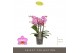 Phalaenopsis multiflora honeybee Optimost 4 tak 