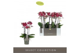 Phalaenopsis multiflora red lion 4 tak optimost