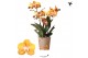 Phalaenopsis multiflora anthura las vegas Kolibri Orchids Jewel 3 tak 