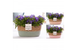 Campanula isoph. napoli pure field basket