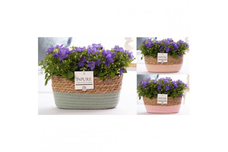 Campanula isoph. napoli pure field basket 