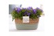 Campanula isoph. napoli pure field basket 