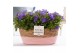 Campanula isoph. napoli pure field basket 