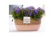Campanula isoph. napoli pure field basket 