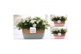 Campanula isoph. atlanta white pure field basket