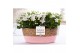 Campanula isoph. atlanta white pure field basket 