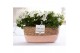 Campanula isoph. atlanta white pure field basket 