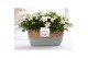 Campanula isoph. atlanta white pure field basket 