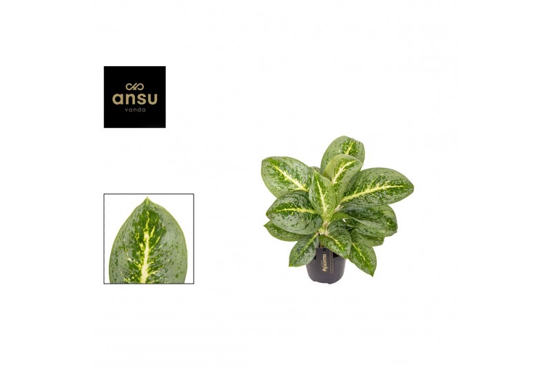 Aglaonema lemon mint 