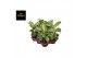 Aglaonema lemon mint 