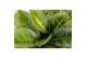 Aglaonema lemon mint 