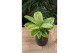 Aglaonema lemon mint 