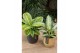 Aglaonema lemon mint 