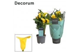 Zantedeschia gold crown decorum