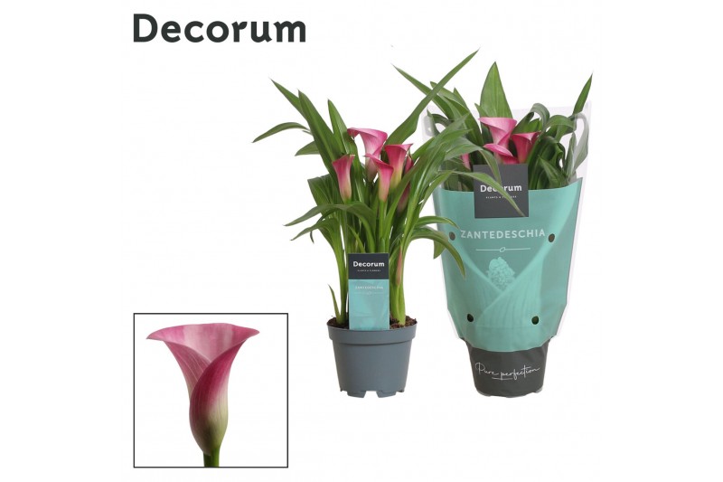 Zantedeschia garnet glow decorum 