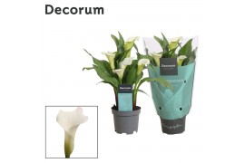 Zantedeschia crystal blush decorum
