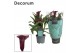 Zantedeschia grape velvet decorum 