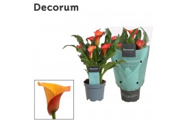 Zantedeschia morning sun decorum oranje