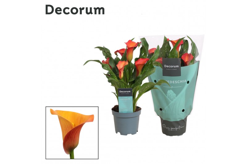 Zantedeschia morning sun decorum oranje 