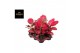 Aglaonema cherry baby red joy 