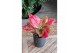 Aglaonema cherry baby red joy 