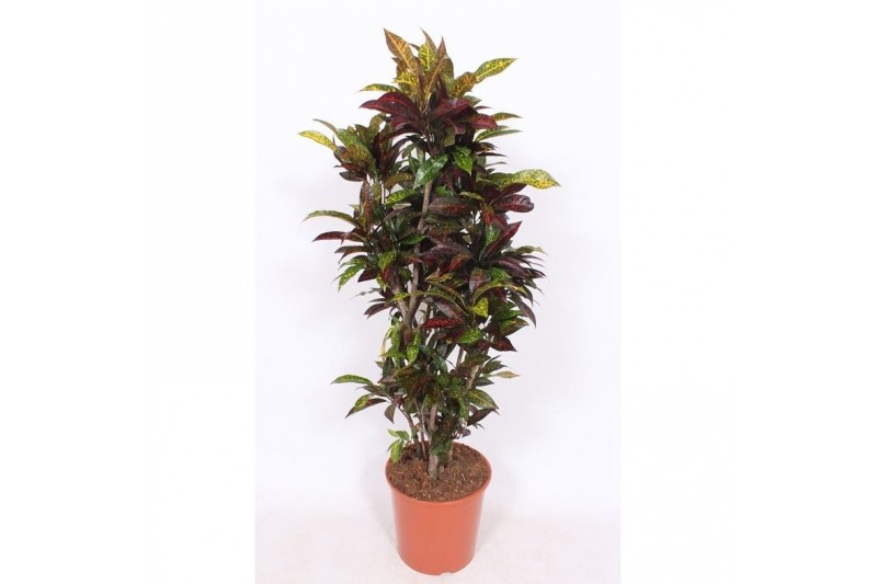 Codiaeum variegatum frechkles vertakt 