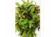 Codiaeum variegatum frechkles vertakt 