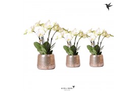 Phalaenopsis wit Kolibri Orchids Ghent 4 tak in Groove pot silver