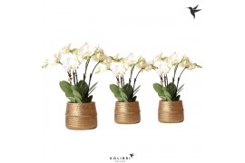 Phalaenopsis wit Kolibri Orchids Ghent 4 tak in Groove pot gold