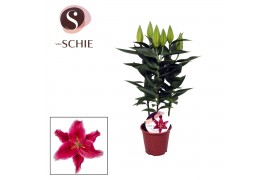 Oriental starlight express 13cm 5 bl.,3 tak/plnt,roze,5 bl.,3 tak/plnt