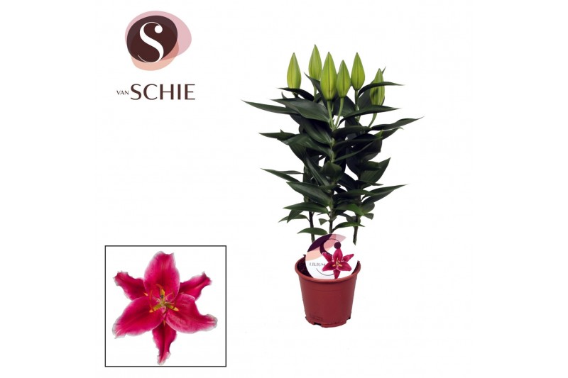 Oriental starlight express 13cm 5 bl.,3 tak/plnt,roze,5 bl.,3 tak/plnt Oriental starlight express 13cm 5 bl.,3 tak/plnt,roze,5 bl.,3 tak/plnt