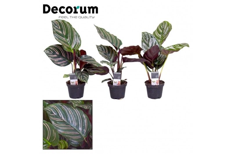 Calathea ornata decorum 