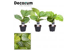 Calathea orbifolia decorum