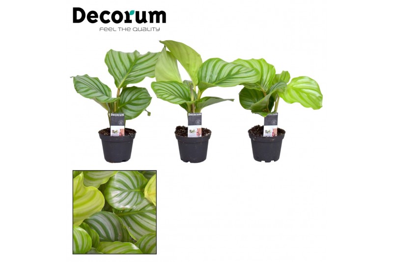 Calathea orbifolia decorum 