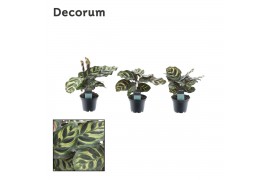 Calathea makoyana decorum